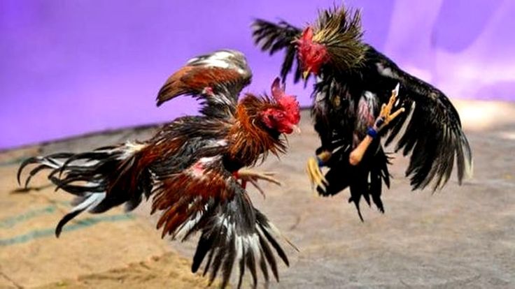 Ngâm Rượu Nghệ Cho Gà Chọi Hướng Dẫn Chi Tiết Dành cho cao thủ Giới Thiệu